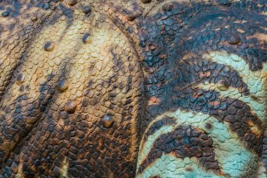 Renkli ve dinazor modelinin desenleri çimentoyla yaratılmış.