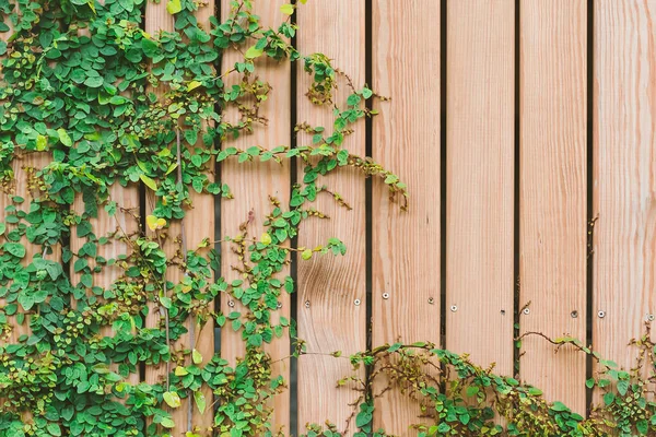 Prachtige groene klimop bladeren klimmen op houten muur. houten planken bedekt met groene bladeren — Stockfoto
