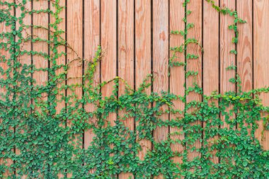 Güzel yeşil sarmaşık ahşap duvara tırmanmaya bırakır. yeşil yaprakları ile kaplı ahşap plakalar