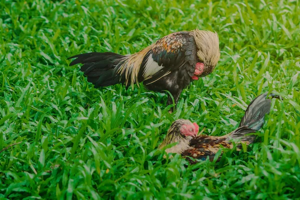 Kakas és tyúk pihenni és élelmet találni a zöld mezőn. — Stock Fotó