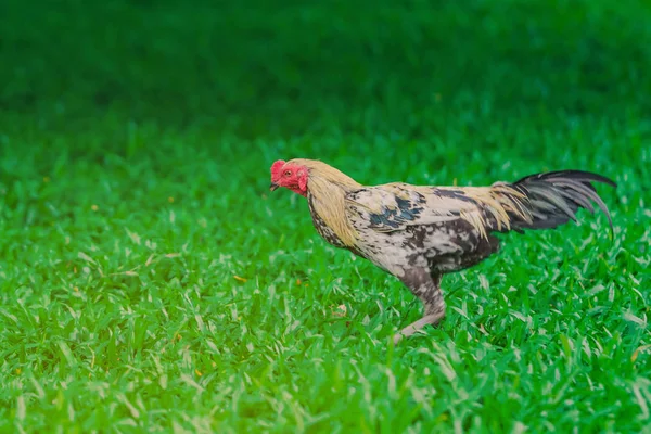 Haan en kip ontspannen en eten vinden in het groene veld. — Stockfoto