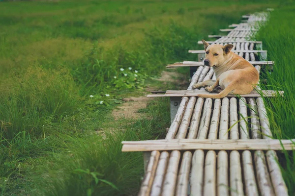 Ένα καφέ σκυλί σε ξύλινο διάδρομο γέφυρα μπαμπού εκτείνεται στο χωράφι ρυζιού το βράδυ. — Φωτογραφία Αρχείου