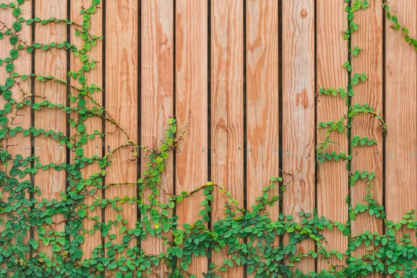 Schöne grüne Efeublätter klettern an einer Holzwand. Holzbohlen mit grünen Blättern bedeckt. — Stockfoto