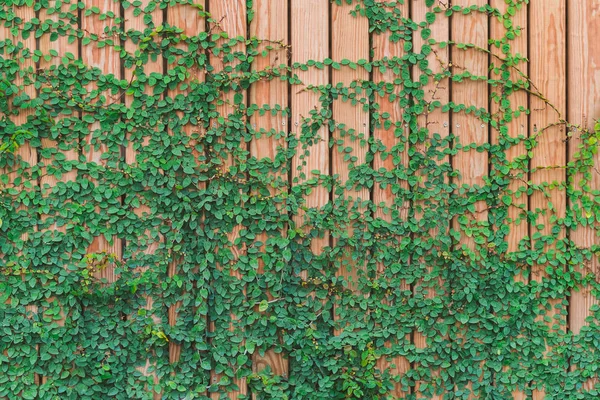 Hermosas hojas de hiedra verde escalando en la pared de madera. tablones de madera recubiertos de hojas verdes . —  Fotos de Stock