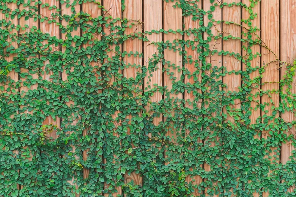 Schöne grüne Efeublätter klettern an einer Holzwand. Holzbohlen mit grünen Blättern bedeckt. — Stockfoto