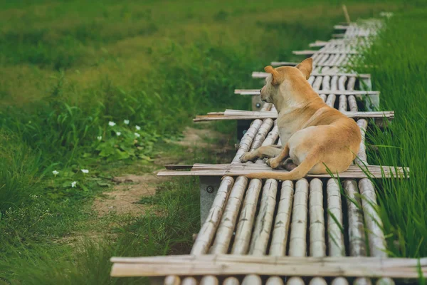 Ένα καφέ σκυλί σε ξύλινο διάδρομο γέφυρα μπαμπού εκτείνεται στο χωράφι ρυζιού το βράδυ. — Φωτογραφία Αρχείου