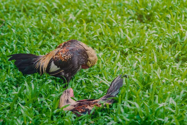 Hahn und Henne entspannen sich und finden Nahrung auf der grünen Wiese. — Stockfoto