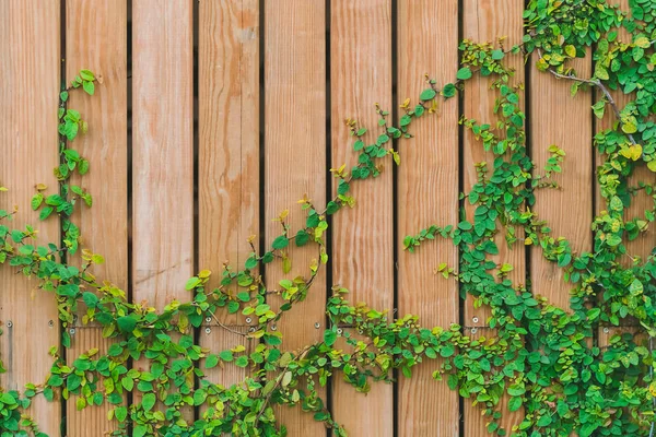 Belles feuilles de lierre vert grimpant sur un mur en bois. planches de bois recouvertes de feuilles vertes . — Photo