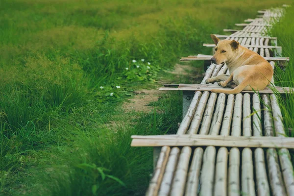 Brązowy pies na drewnianym bambusowym moście chodniku rozciągającym się do pola ryżu wieczorem. — Zdjęcie stockowe