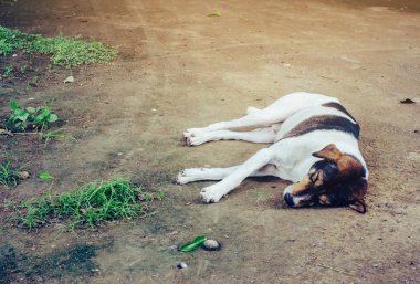 Yerde dinlenmek için uyuyan bir tapınak köpeği 