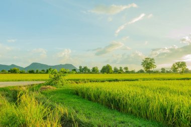 Gün batımından önce akşam pirinç tarlaları