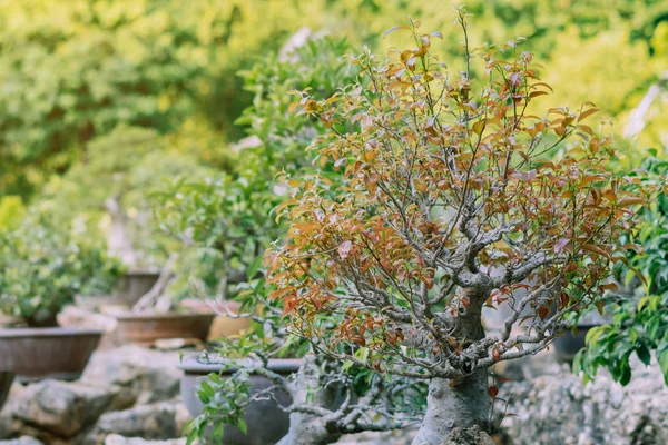Variation av bonsai träd planterades i krukor och var många sorteras för dekoration i offentlig trädgård. — Stockfoto