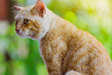 Kahverengi kedi bahçede pencere üzerinde rahatlayın.