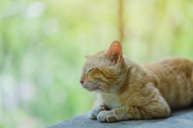 Kahverengi kedi bahçede pencere üzerinde rahatlayın.