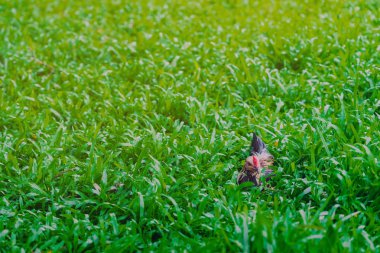 Horoz ve tavuk rahatlayın ve yeşil alanda yiyecek bulun..