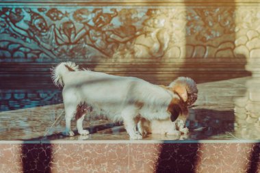 Küçük sevimli köpekler sabahları otelin önünde misafirlerini karşılamak için bekliyoruz.