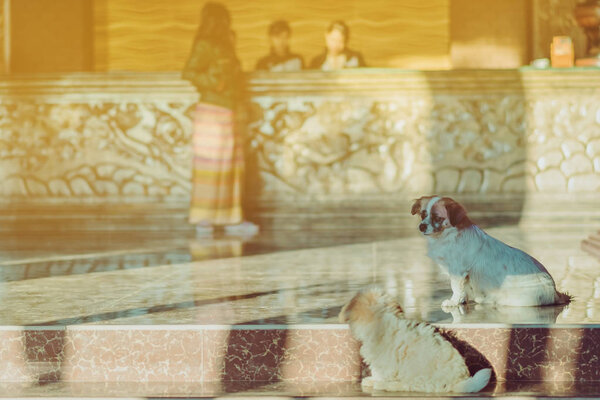 Маленькие милые собаки ждут, чтобы поприветствовать гостей перед отелем утром
.