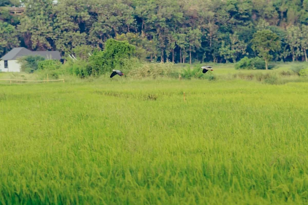 Colorido da prática de papagaio-arara voando nos campos . Fotografia De Stock