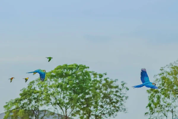 Colorful of the macaw parrot practice flying in the fields. — Stock Image Colorful of the macaw parrot practice flying in the fields. Stock Picture
