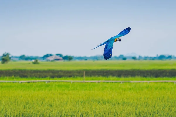 Colorful of the macaw parrot practice flying in the fields. — Stock Image Colorful of the macaw parrot practice flying in the fields. Royalty Free Stock Photos
