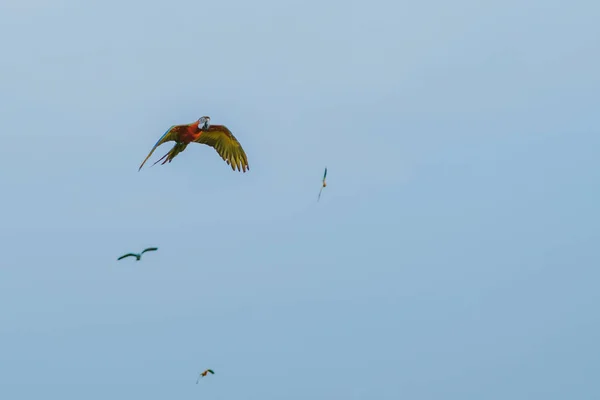 Colorful of the macaw parrot practice flying in the fields. — Stock Image Colorful of the macaw parrot practice flying in the fields. Royalty Free Stock Photos