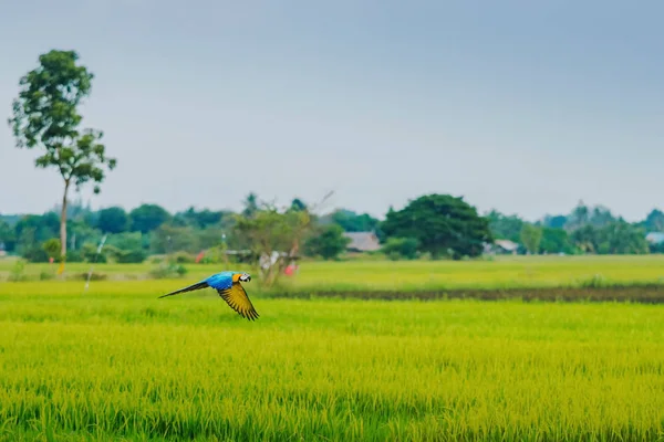 Colorful of the macaw parrot practice flying in the fields. — Stock Image Colorful of the macaw parrot practice flying in the fields. Royalty Free Stock Images
