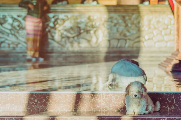 Маленькие милые собаки ждут, чтобы поприветствовать гостей перед отелем утром
.