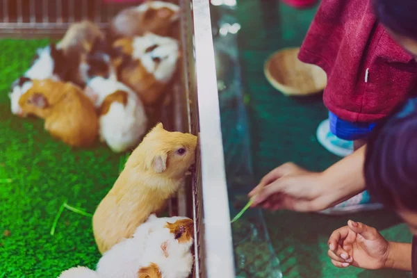 Люди кормят мышей в клетке. Концепция ухода за животными . — стоковое фото