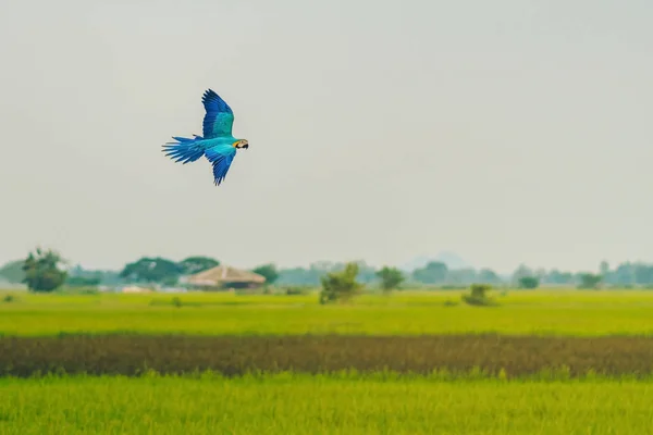 Colorful of the macaw parrot practice flying in the fields. — Stock Image Colorful of the macaw parrot practice flying in the fields. Stock Photo