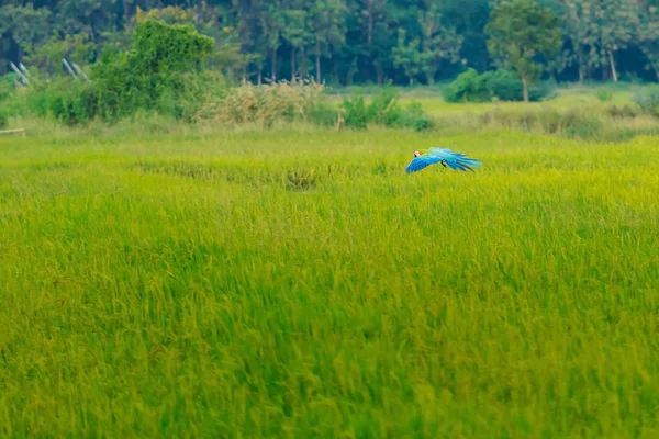 Colorful of the macaw parrot practice flying in the fields. — Stock Image Colorful of the macaw parrot practice flying in the fields. Stock Picture