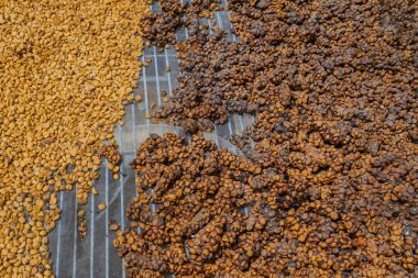 Luwak kahve, yağsız kahve çekirdekleri, 