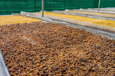 Luwak kahve, yağsız kahve çekirdekleri,  