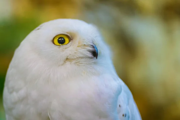 Close up to a portrait (head shot) of a passive Snowy Owl