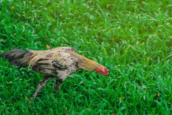 Haan en kip ontspannen en eten vinden in het groene veld. — Stockfoto