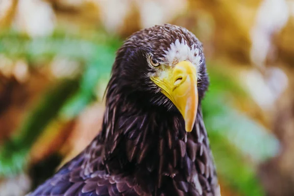 Belo close-up de um Steller 's Sea Eagle . — Fotografia de Stock