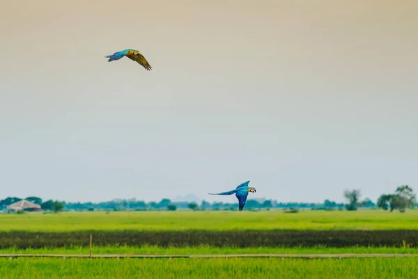 Colorful of the macaw parrot practice flying in the fields. — Stock Image Colorful of the macaw parrot practice flying in the fields. Royalty Free Stock Images