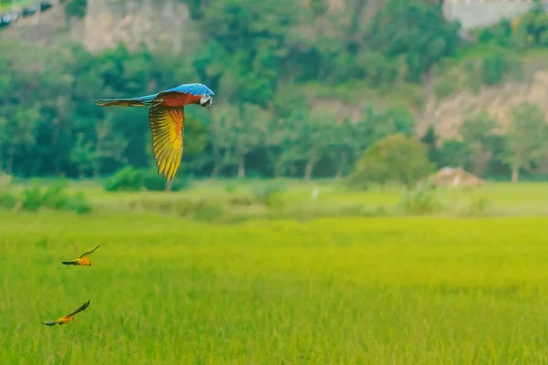 Colorful of the macaw parrot practice flying in the fields. — Stock Image Colorful of the macaw parrot practice flying in the fields. Stock Photo