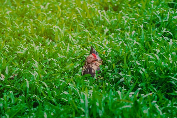 Hahn und Henne entspannen sich und finden Nahrung auf der grünen Wiese. — Stockfoto