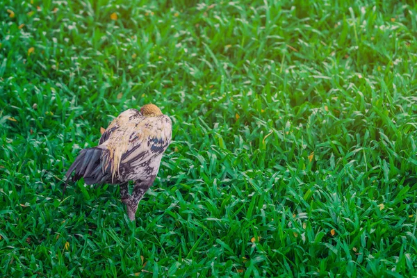 Haan en kip ontspannen en eten vinden in het groene veld. — Stockfoto