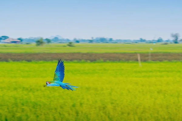 Colorful of the macaw parrot practice flying in the fields. — Stock Image Colorful of the macaw parrot practice flying in the fields. Stock Picture