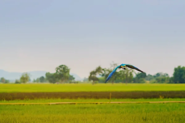 Colorful of the macaw parrot practice flying in the fields. — Stock Image Colorful of the macaw parrot practice flying in the fields. Royalty Free Stock Photos