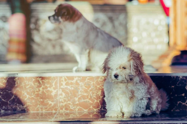 Μικρά χαριτωμένα σκυλιά περιμένουν να καλωσορήσουν τους επισκέπτες μπροστά από το ξενοδοχείο — Φωτογραφία Αρχείου