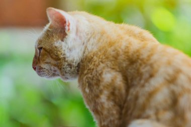 Kahverengi kedi bahçede pencere üzerinde rahatlayın.