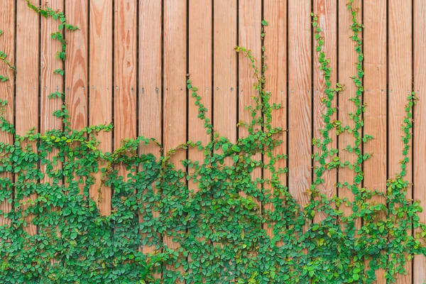 Schöne grüne Efeublätter klettern an einer Holzwand. Holzbohlen mit grünen Blättern bedeckt — Stockfoto