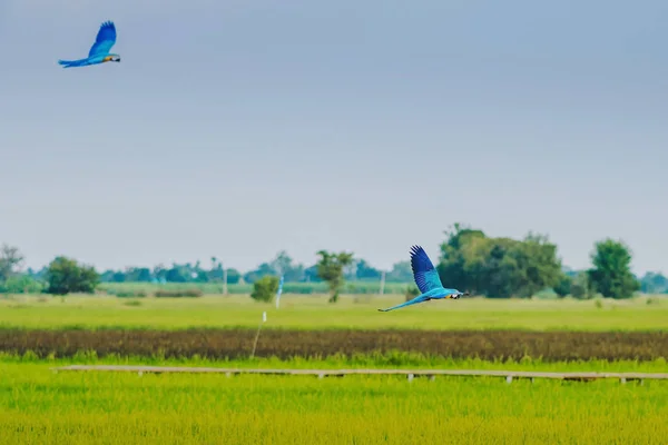 Colorful of the macaw parrot practice flying in the fields. — Stock Image Colorful of the macaw parrot practice flying in the fields. Stock Photo