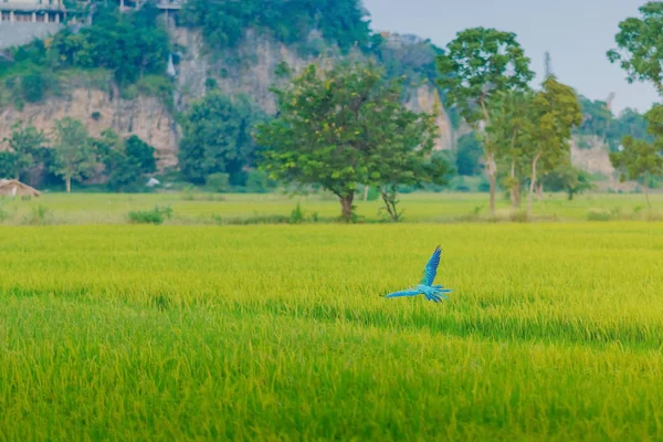 Colorful of the macaw parrot practice flying in the fields. — Stock Image Colorful of the macaw parrot practice flying in the fields. Stock Image