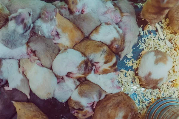 Muitos ratos estão dormindo, descansando e comendo em gaiolas . — Fotografia de Stock