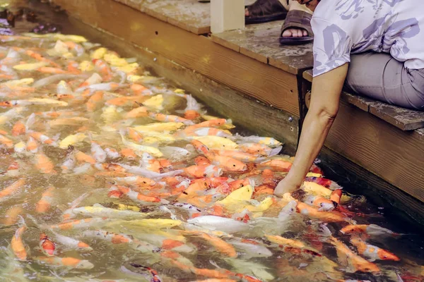 Wanita memberi makan ikan mas mewah dengan tangan di kolam Jepang. . — Stok Foto