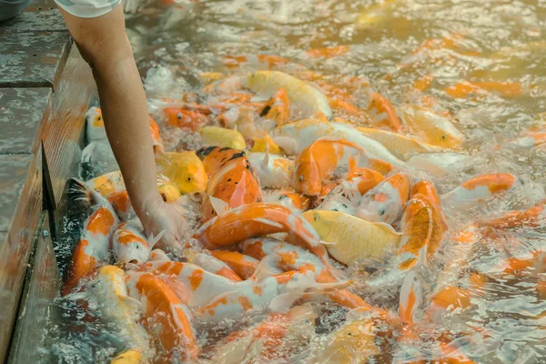 Kvinna utfodring mat till fancy karp fisk för hand i den japanska dammen. — Stockfoto