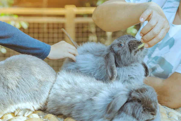 Mom and son feeding and petting rabbits  outside during spring time in garden. — Stock Photo, Image